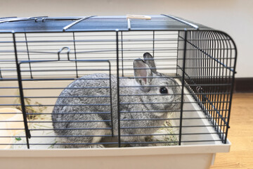 Grey rabbit sitting in a cage, close-up of rabbit muzzle, natural light, farming. bunny domestic anima, home pet
