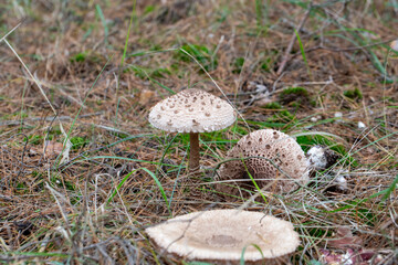 Parasol mushroom (Macrolepiota procera)