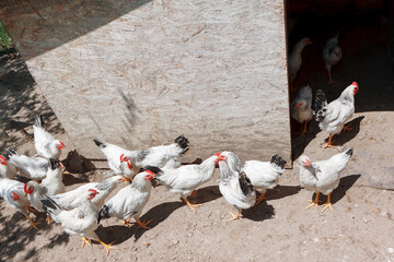 Coop with white chickens . Henhouse in the village