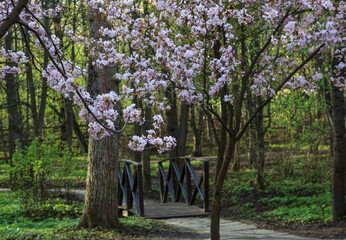 Cherry blossoms in the arboretum. Moscow