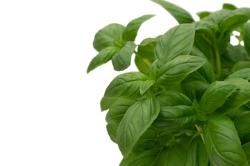 Close up of Basil herb isolated on gray backround.