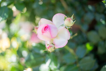 Obraz premium バラ