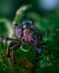 Macrophotography of a snout beetle. Bug in the moss close up. Curculionidae insect. Beautiful nature concept.