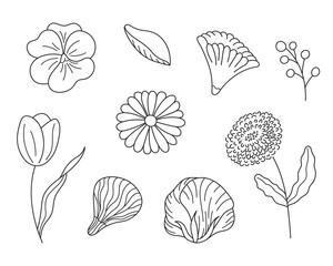 Hand drawn set sketches flowers and branches in an elegant style. Vector illustration, isolated black elements on a white background