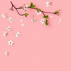 Cherry blossom, white spring flowers border on pink background