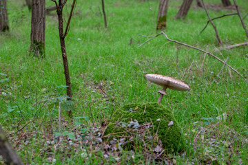 Fototapeta premium Parasol mushroom (Macrolepiota procera)