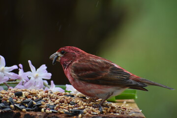 A house finch at the feeder