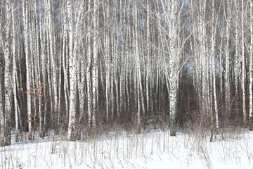 Young birches with black and white birch bark in winter in birch grove against background of other birches