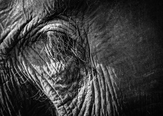Elephant eye closeup shot in black and white