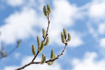 Fototapeta premium Willow branches with green fresh leaves and buds is on a blurred background in a park in spring