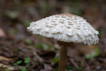 Parasol mushroom (Macrolepiota procera)