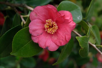 Fleur de camélia au printemps en gros plan