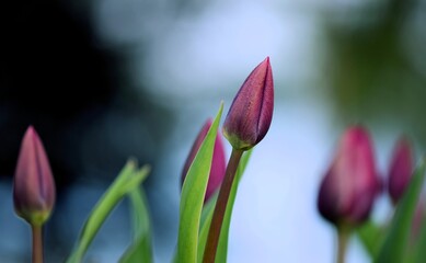 Tulips on buds, bokeh background, garden spring background