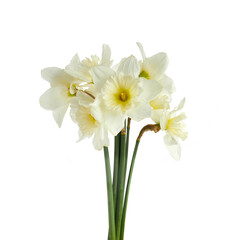 Naklejka na ściany i meble Beautiful narcissus flowers isolated on white background, inclusive clipping path.