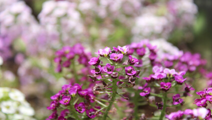 Delicate, violet, wild flowers. 