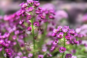 Fototapeta na wymiar Delicate, violet, wild flowers. 