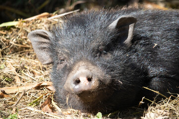 Petit cochon vietnamien noir © valerie
