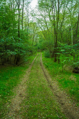 Fototapeta premium Forest road