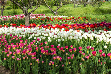 field of tulips