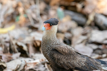 The crested caracara (Caracara plancus)