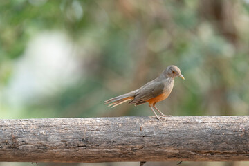 The rufous-bellied thrush (Turdus rufiventris)