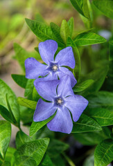 Colorful blue flowers of periwinkle forest