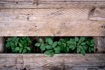 Aegopodium podagraria, belongs to the wild herbs and wild vegetables growing between wooden planks