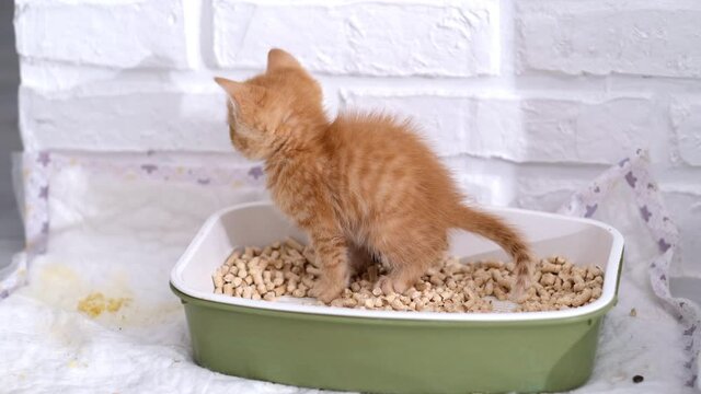 4k Little ginger kitten pees and poops in litter box. Cat buries poop with its paws. Teaching small cats pets to walk pooping in the tray.