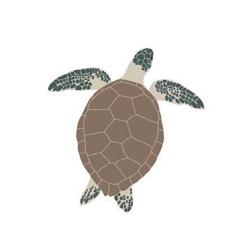Sea turtle. Simple vector illustration.
