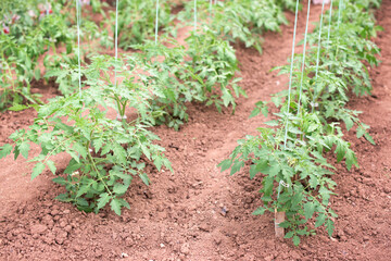 Young tomato plants that are grown in a greenhouse - stem, flower, leaves, blossoms