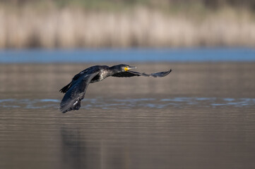 Great cormorant (Phalacrocorax carbo) flying over lake
