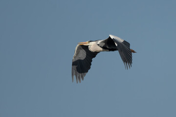 Blue heron (Ardea cinerea) flying on blue sky. Great gray heron in flight
