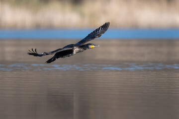 Great cormorant (Phalacrocorax carbo) flying across lake