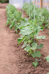Young cucumber plant that is grown in a greenhouse - stem, flower, leaves, blossoms