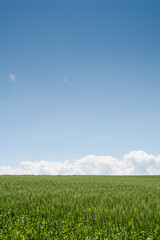 夏の緑の麦畑と青空
