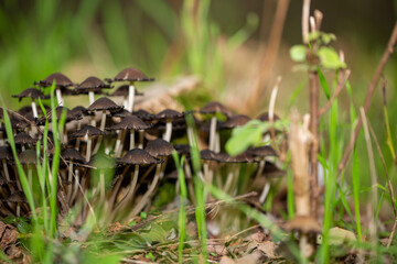 Mushroom family