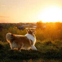 Naklejka na ściany i meble Active dog during sunset. Sheltie - shetland sheepdog.