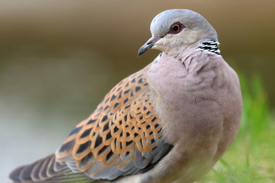 portrait de tourterelle des bois m&acirc;le