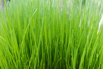 Fototapeta na wymiar Natural green grass closeup background texture