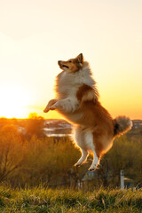 Naklejka na ściany i meble Active dog during sunset. Sheltie - shetland sheepdog.