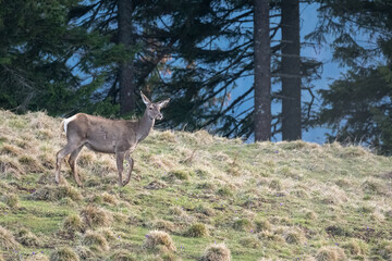 Red deer (Cervus elaphus) in the mountain glade