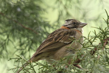 bird