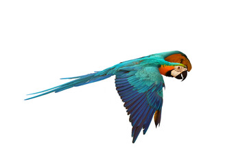 Colorful macaw parrot flying isolated on white
