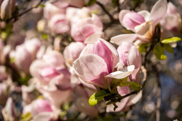 Obraz premium lovely huge pink magnolia flowers, spring day