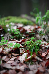 A close up of a small white flower in the middle of the forrest.