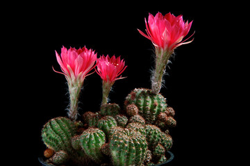 red flower of lobivia cactus blooming against dark background