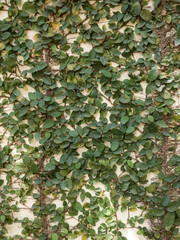 climber climbing vine leaves on the wall