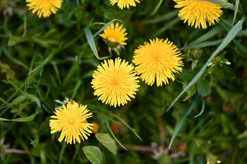 A close up of a yellow dandelion flower