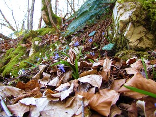 Close up of blue blooming two-leaf squill (Scilla bifolia) flowers