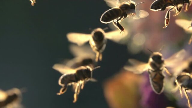 Bees, swarm of honeybees flying arround flowers in sunlight.